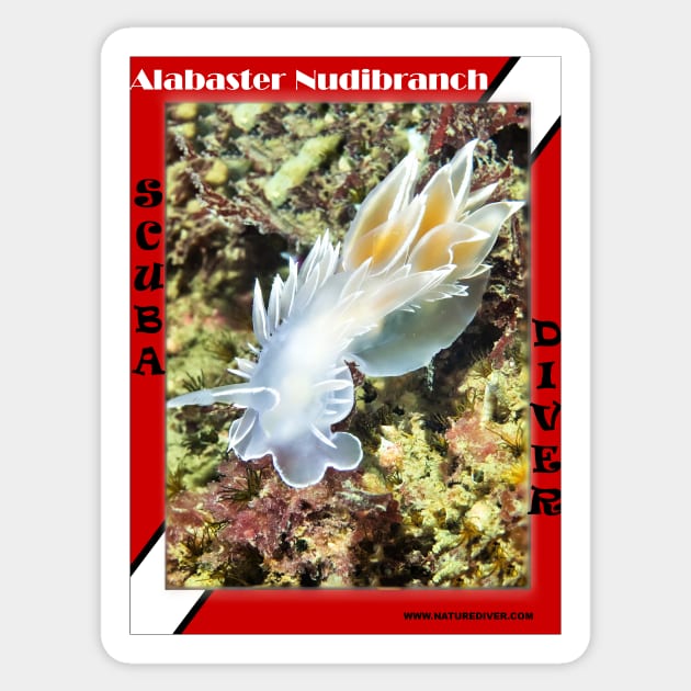 Alabaster Nudibranch Sticker by naturediver